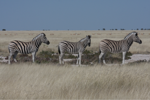 Roadtrip von  Windhoek nach Victoria Falls