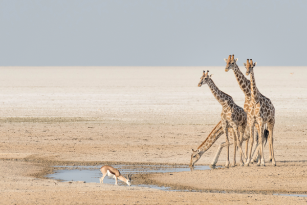 Roadtrip von  Windhoek nach Victoria Falls
