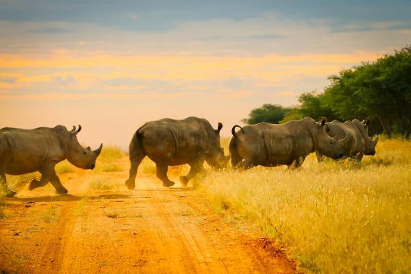 Roadtrip von  Windhoek nach Victoria Falls