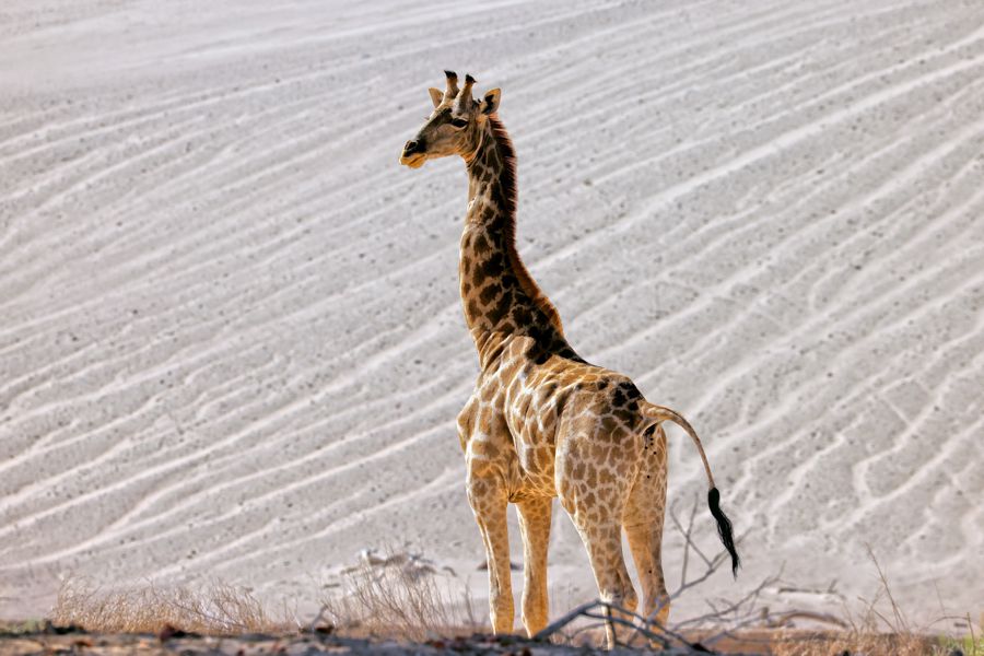 Namibia Flying Safari