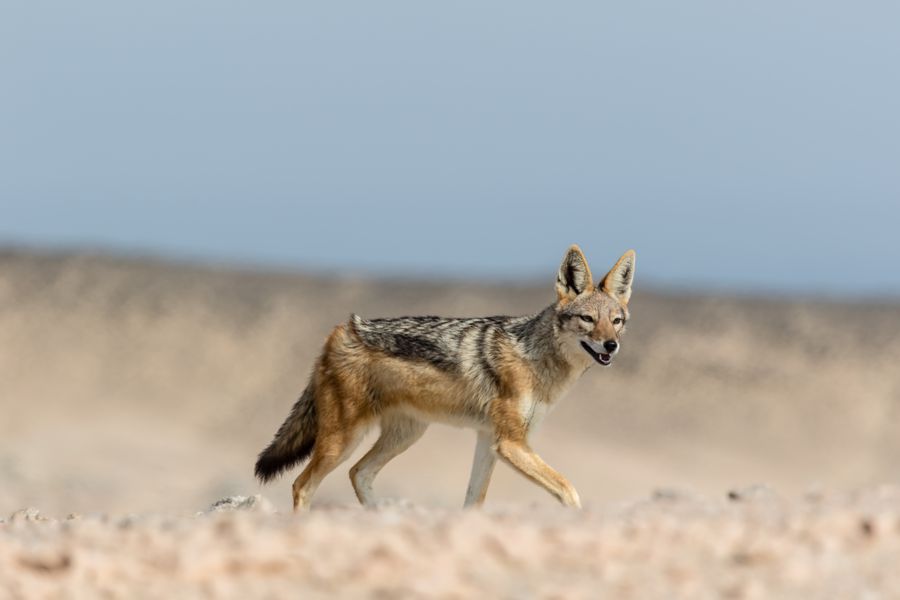 Namibia Flying Safari