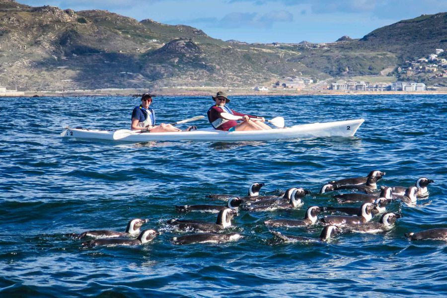 Penguin Sea Kayak Trip