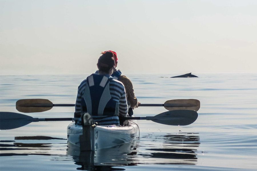 Penguin Sea Kayak Trip