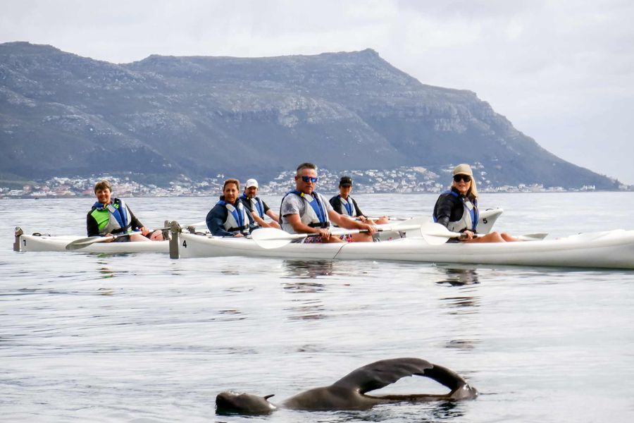 Penguin Sea Kayak Trip