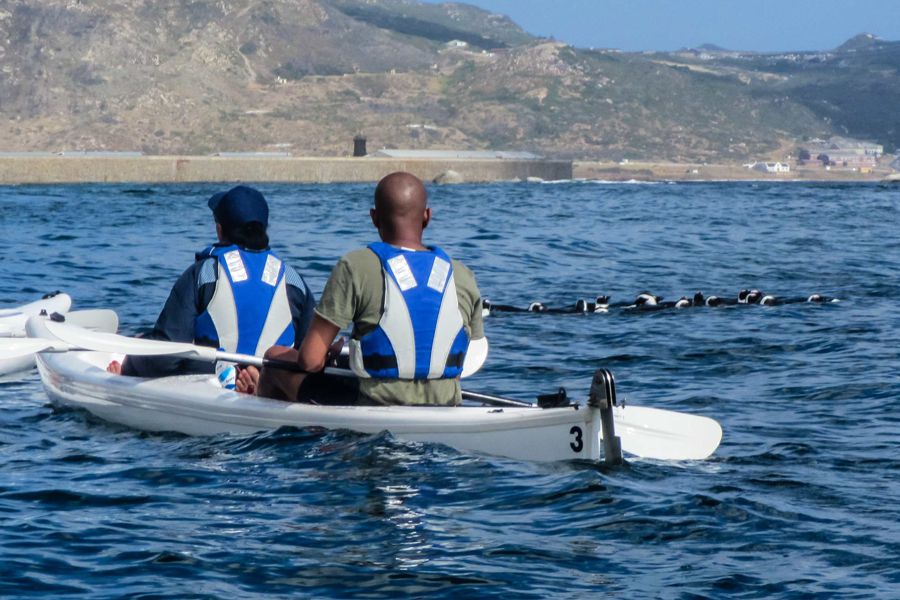 Penguin Sea Kayak Trip