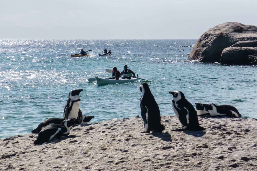 Penguin Sea Kayak Trip