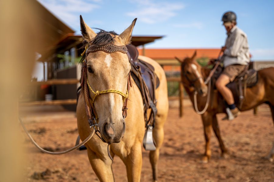 Wolwedans Desert Horse Riding