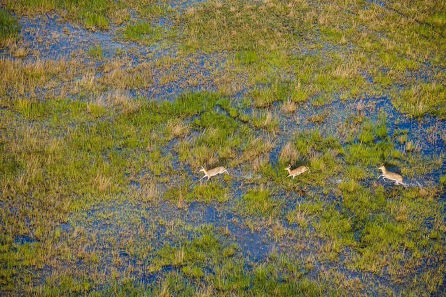 Okavango Balloon Safari