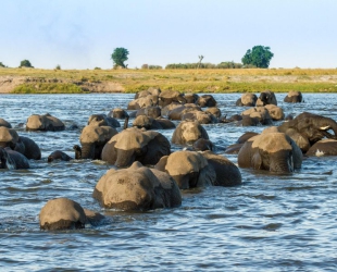 Chobe Game Lodge