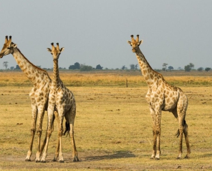 Chobe Game Lodge