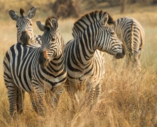 Savute Safari Lodge