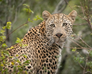 Londolozi Tree Camp