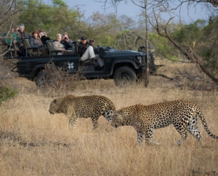 Londolozi Tree Camp