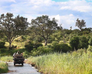 Londolozi Tree Camp