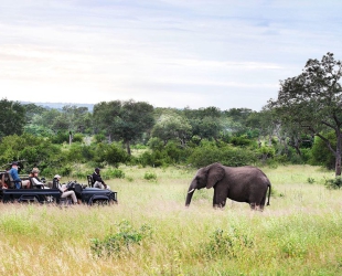 Londolozi Tree Camp