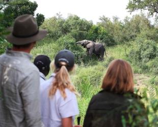 Londolozi Tree Camp