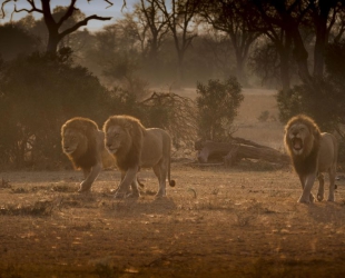 Londolozi Tree Camp