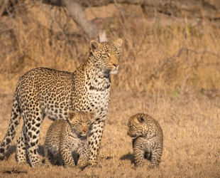 Londolozi Tree Camp