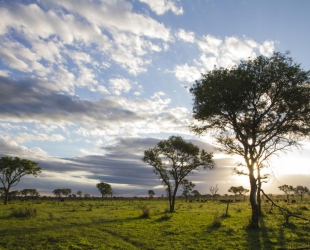 Londolozi Tree Camp