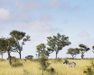 Londolozi Tree Camp