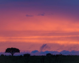 Londolozi Tree Camp