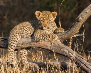 Londolozi Tree Camp