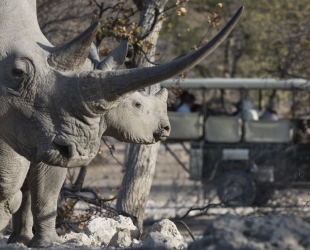 Ongava Lodge