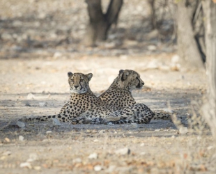 Ongava Lodge