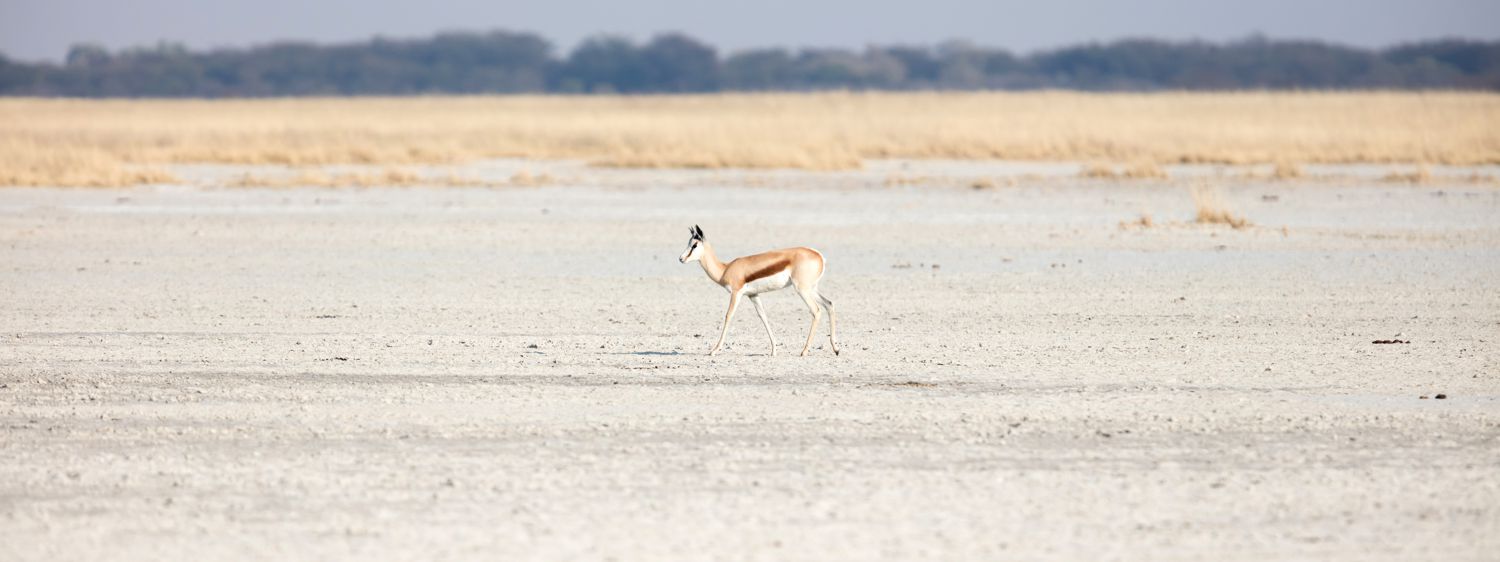 Makgadikgadi & Nxai Pans