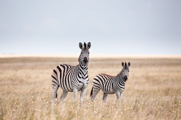 Makgadikgadi & Nxai Pans