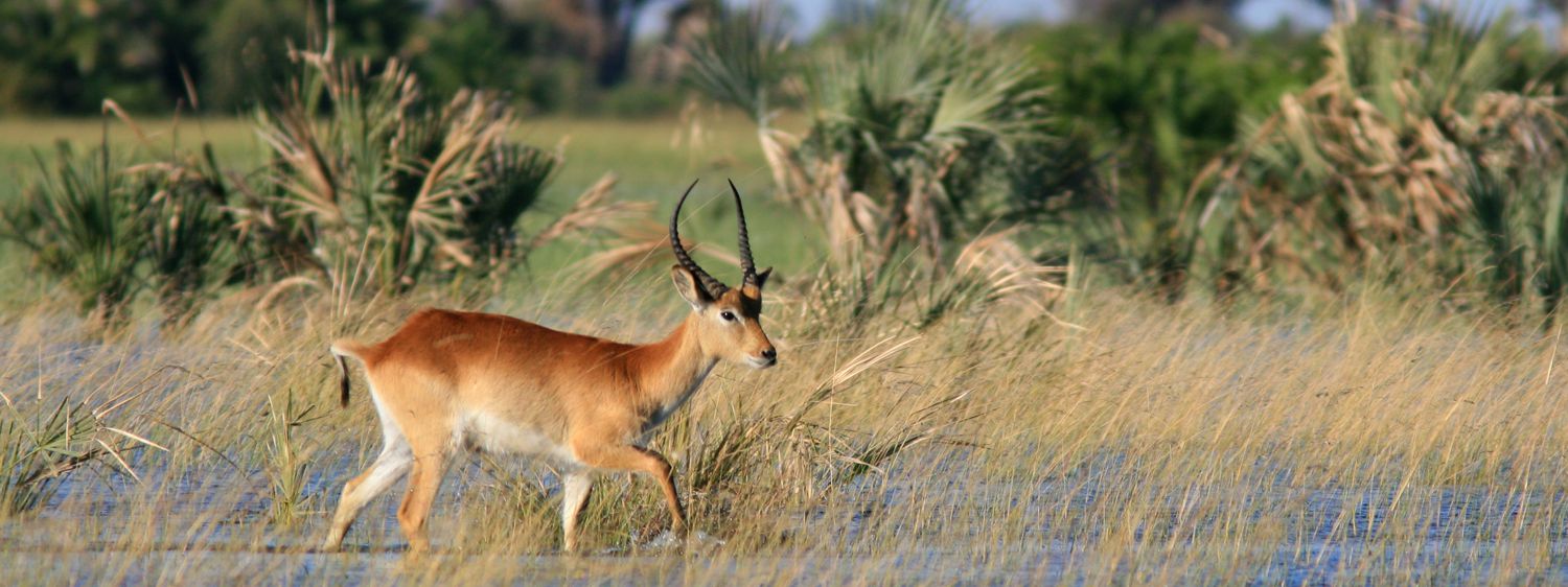 Okavango Delta