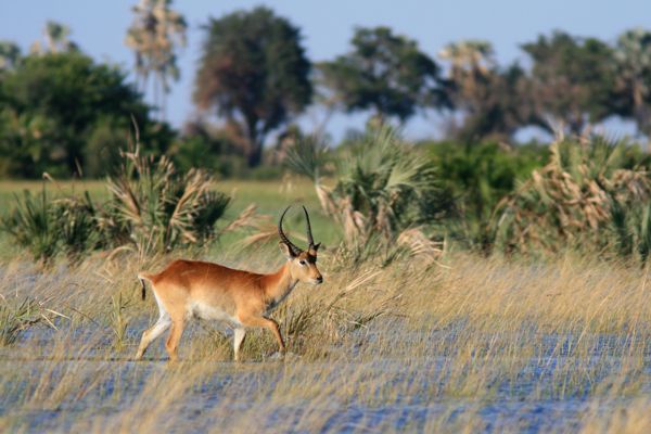 Okavango Delta