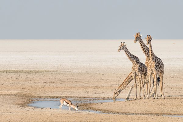 Etosha National Park