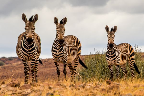 Damaraland and Kaokoveld