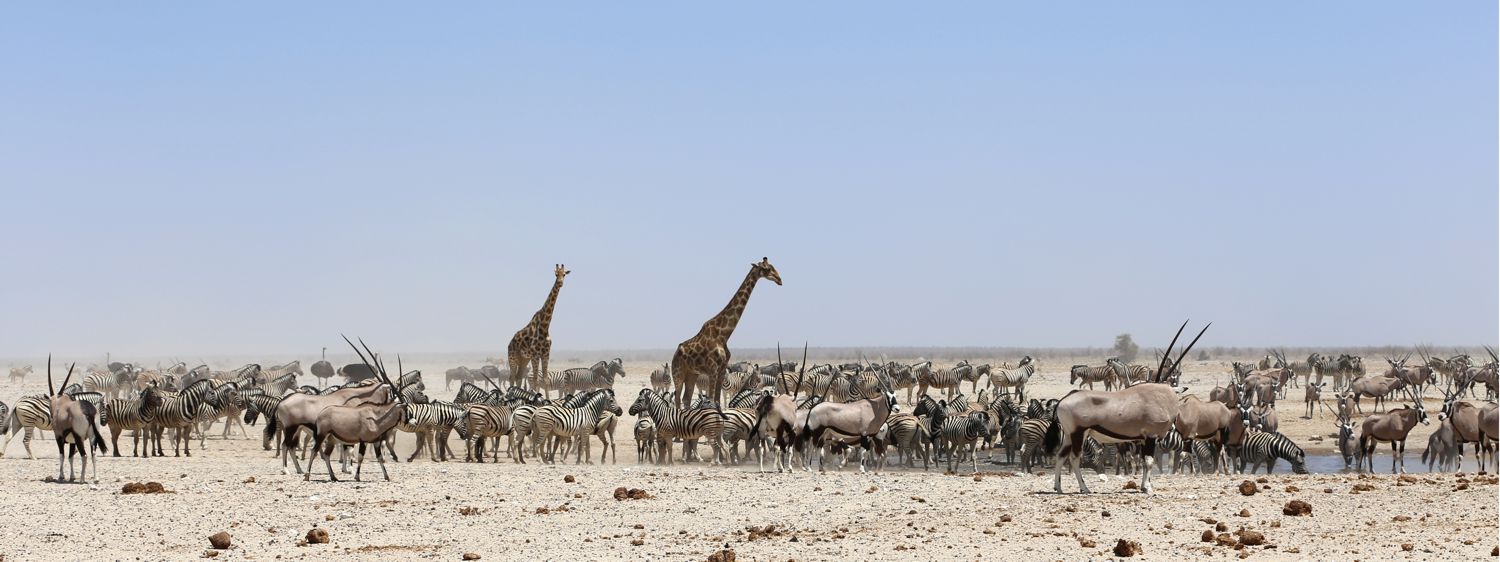 Etosha Nationalpark