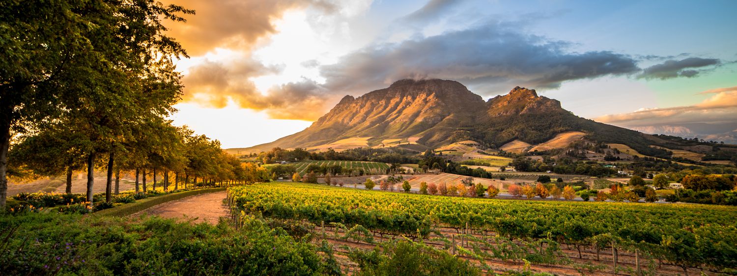 Cape Wine Region