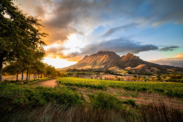 Cape Wine Region