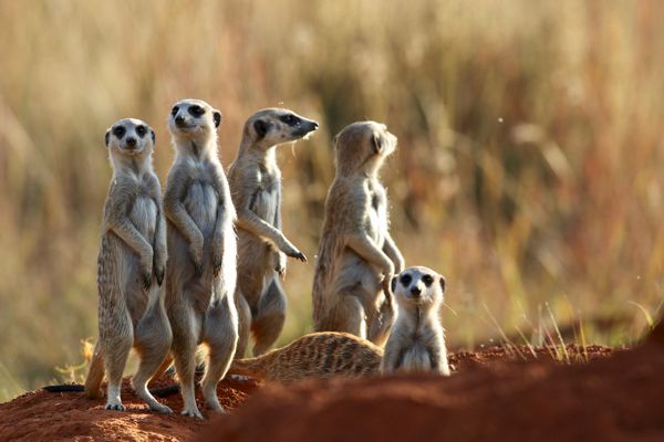 Kgalagadi Transfrontier Park