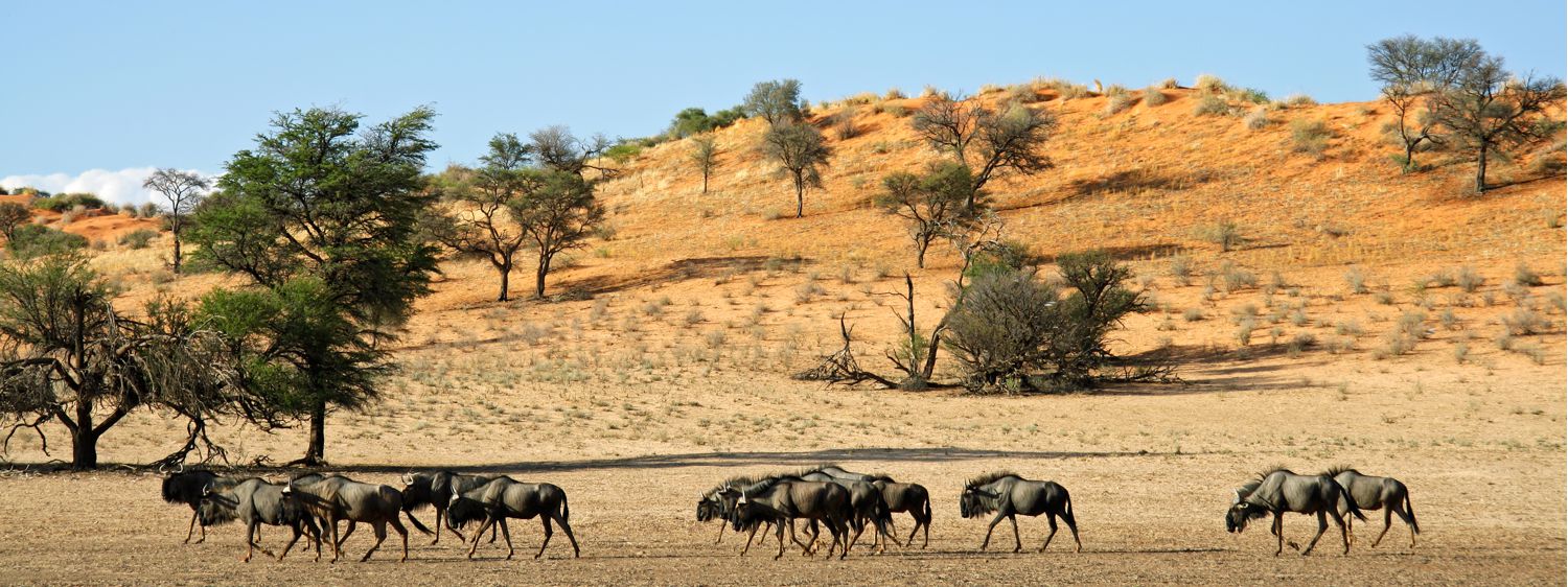 Kgalagadi Transfrontier Park