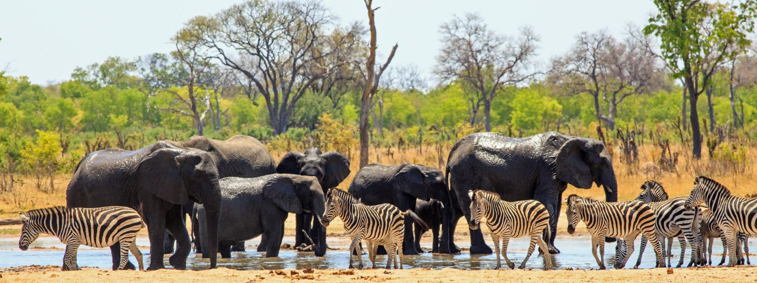 Hwange Nationalpark