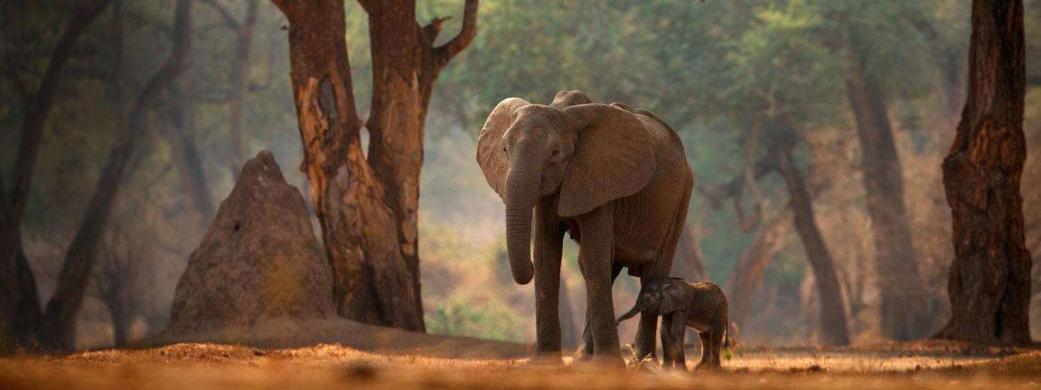 Mana Pools