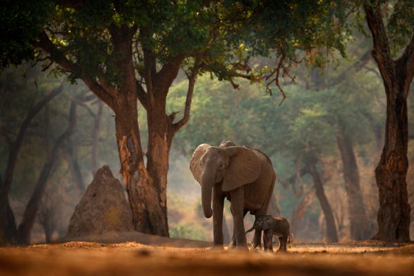 Mana Pools
