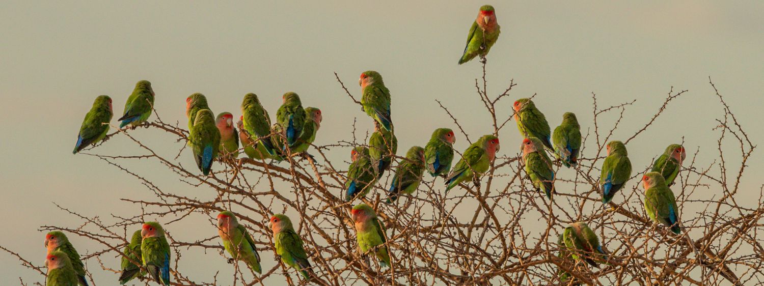 Rosy-faced Lovebird