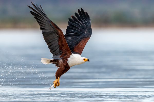 Afrikanischer Schreiseeadler
