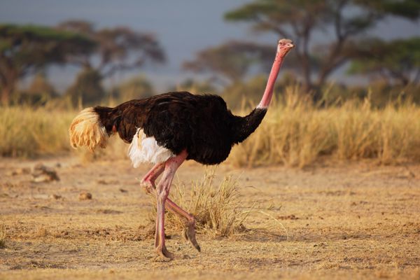 Ostrich