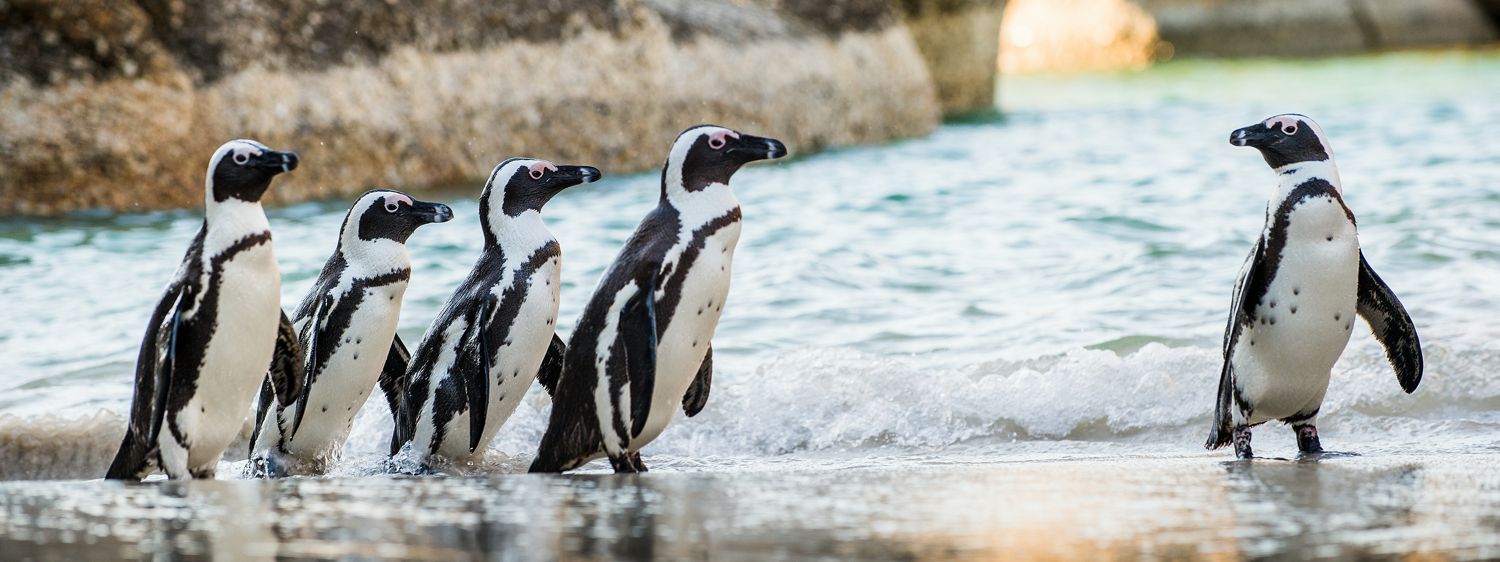 African Penguin