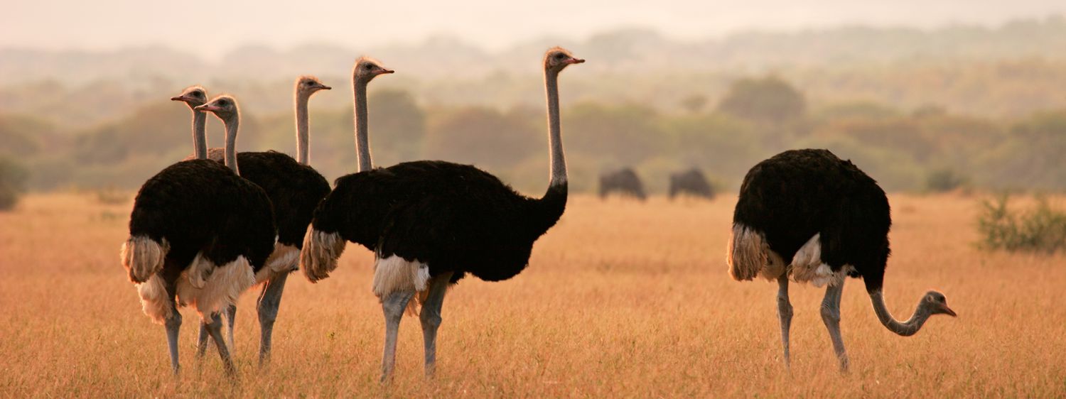 Ostrich