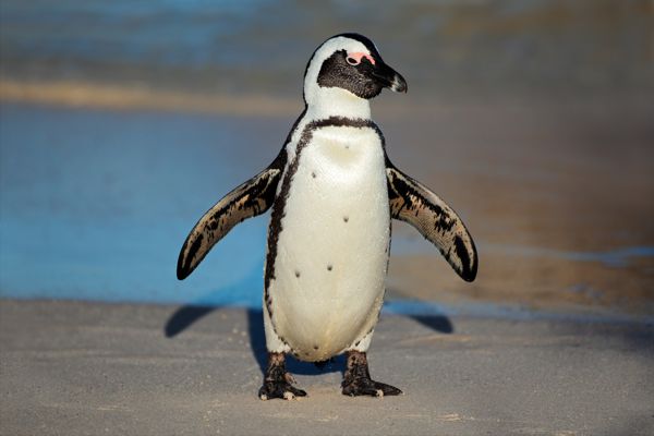 African Penguin