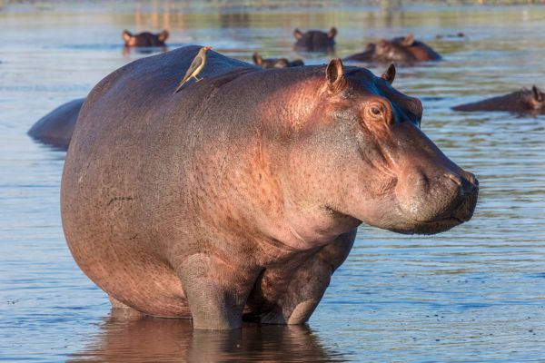 Hippopotamus