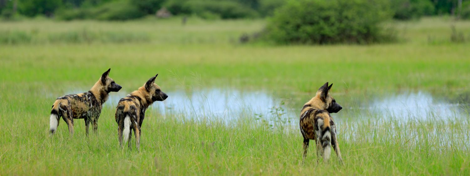 African Wild Dog